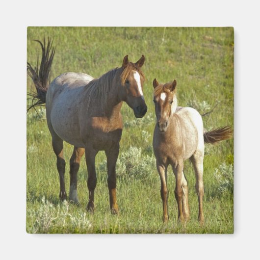 Wild Horses North Dakota マグネット (正面)