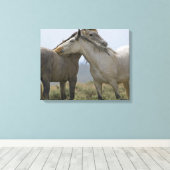 Wild Horses Nuzzling キャンバスプリント (インサイチュ (ウッドフロア))
