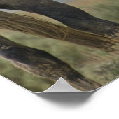 Wild Horses Nuzzling ポスター (角)