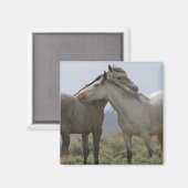 Wild Horses Nuzzling マグネット (正面/裏面)
