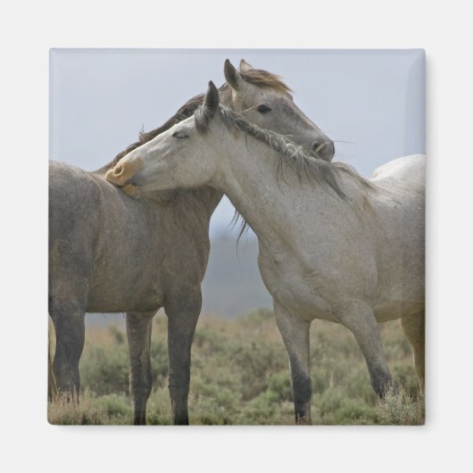 Wild Horses Nuzzling マグネット (正面)