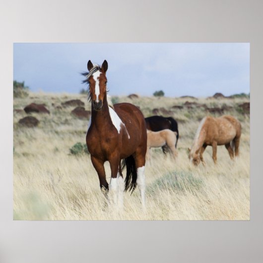 Wild Horses, Steens Mountains ポスター (正面)