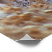 Wild Mule Deer Pair | California ポスター (角)