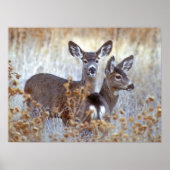 Wild Mule Deer Pair | California ポスター (正面)