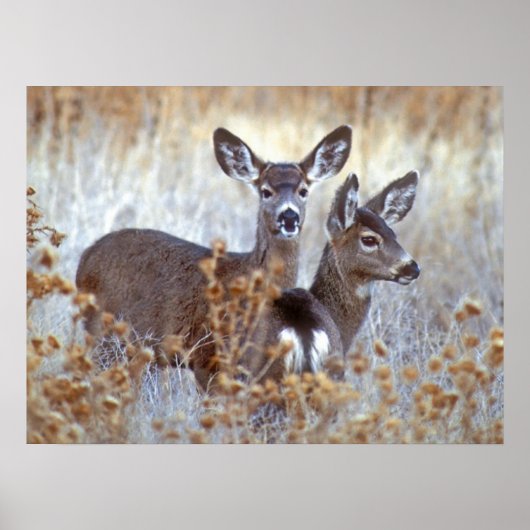 Wild Mule Deer Pair | California ポスター (正面)