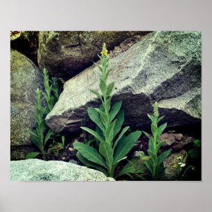 Wild Mullein Flowers Among Rocks ポスター