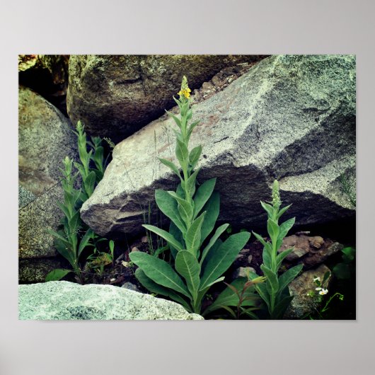 Wild Mullein Flowers Among Rocks  ポスター (正面)