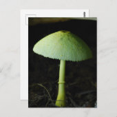 Wild Mushroom Photo  ポストカード (正面/裏面)