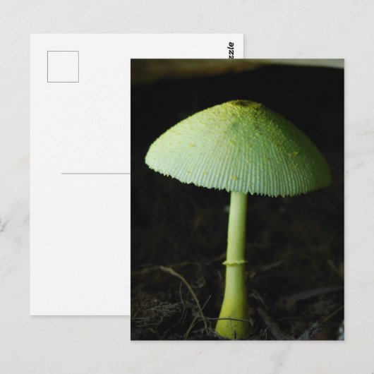 Wild Mushroom Photo  ポストカード (正面/裏面)