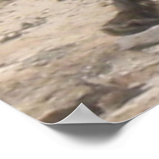 Wild Pause: Fox in the Morning Light ポスター (角)