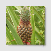 Wild Pineapple Tropical Fruit in Nature ゲストブック (裏面)