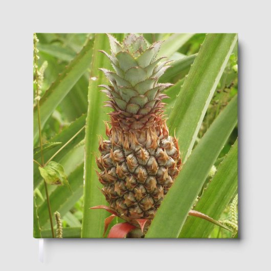 Wild Pineapple Tropical Fruit in Nature ゲストブック (正面)