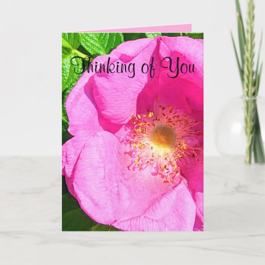 Wild Pink Rose Photo Trust in the Lord Bible Verse カード (正面)
