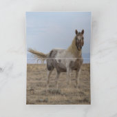 Wild Pintaloosa Stallion Greeting Card 招待状 (内部)