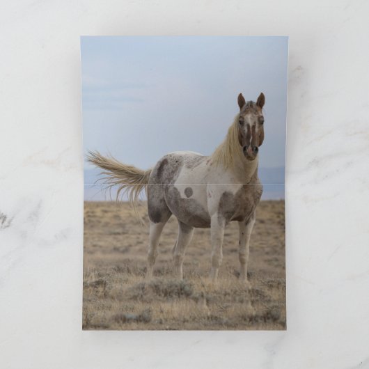 Wild Pintaloosa Stallion Greeting Card 招待状 (内部)