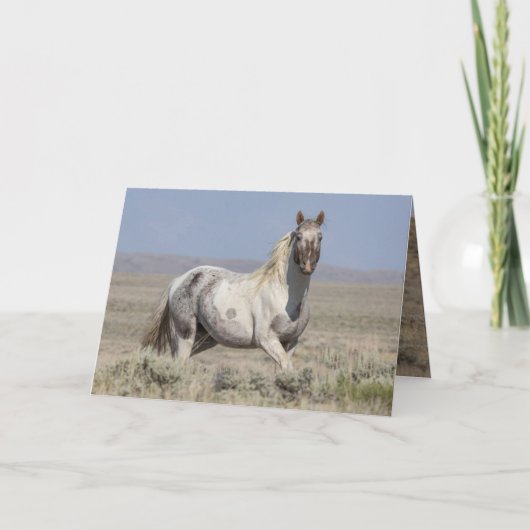 Wild Pintaloosa Stallion Greeting Card 招待状 (正面)
