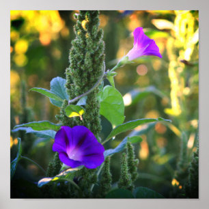 Wild Purple Morning Glory Flowers ポスター