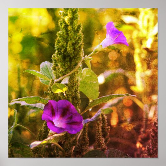 Wild Purple Morning Glory Flowers Abstract ポスター (正面)