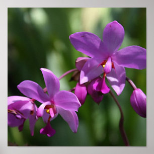 Wild Purple Orchids on Poster ポスター