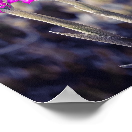 Wild Pyramidal Orchids in Malta ポスター (角)