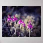 Wild Pyramidal Orchids in Malta ポスター (正面)