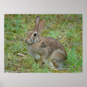 Wild Rabbit Eastern Cottontail II Poster ポスター (正面)