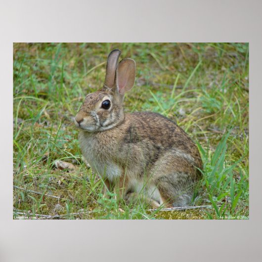 Wild Rabbit Eastern Cottontail II Poster ポスター (正面)