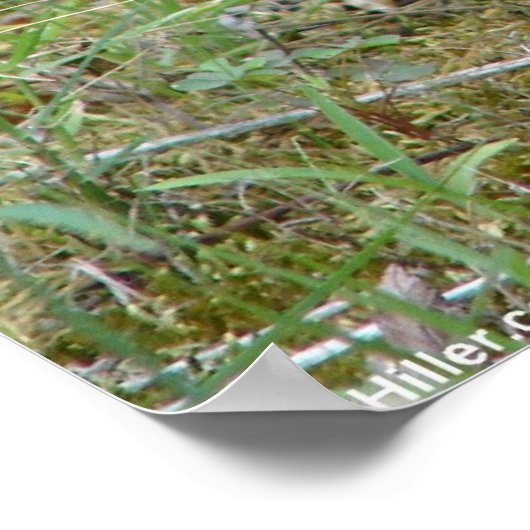 Wild Rabbit Eastern Cottontail II Poster ポスター (角)