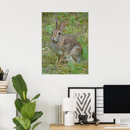 Wild Rabbit Eastern Cottontail Poster ポスター (ホームオフィス)