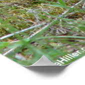 Wild Rabbit Eastern Cottontail Poster ポスター (角)