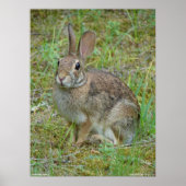 Wild Rabbit Eastern Cottontail Poster ポスター (正面)