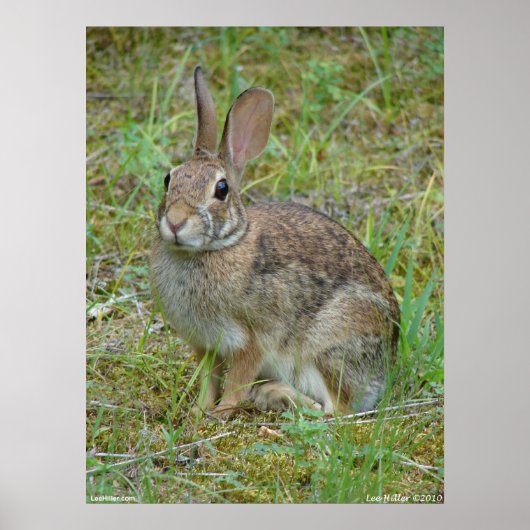 Wild Rabbit Eastern Cottontail Poster ポスター (正面)
