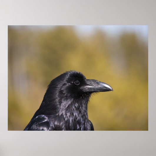 Wild Raven Portrait - Fine Art Print ポスター (正面)
