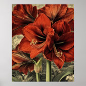 wild red amaryllis flowers ポスター (正面)