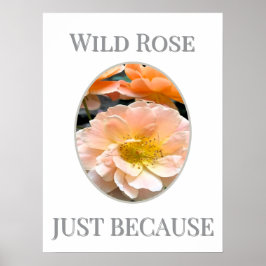 Wild Rose Bloom                                    ポスター
