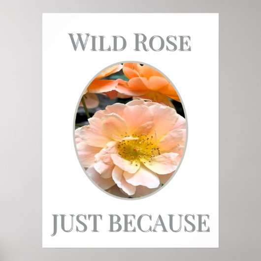 Wild Rose Bloom                                    ポスター (正面)