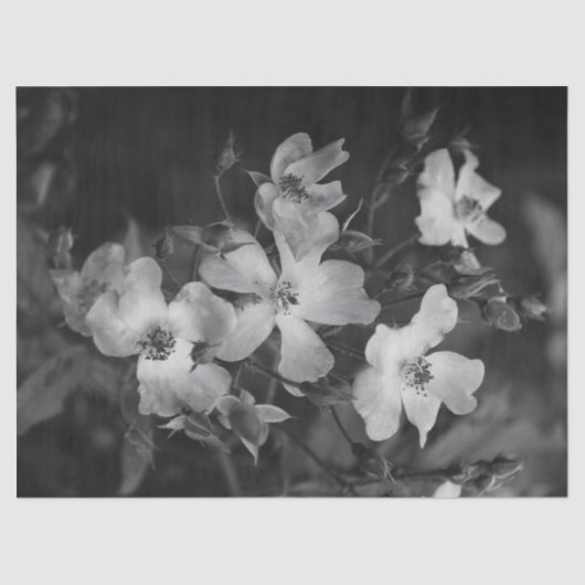 Wild roses  薄葉紙 (正面)