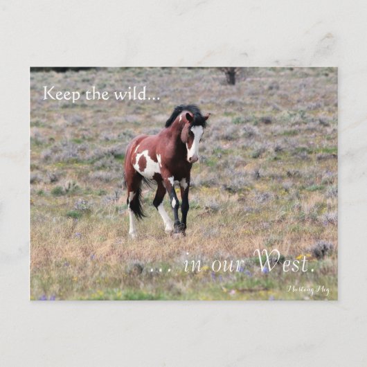 Wild Stallion、事前アドレス：インテリアの秒 ポストカード (正面)