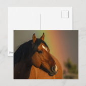 Wild Stallion, Golden Light and Rainbow ポストカード (正面/裏面)
