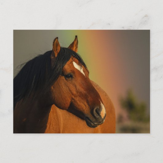 Wild Stallion, Golden Light and Rainbow ポストカード (正面)