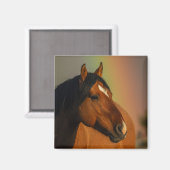 Wild Stallion, Golden Light and Rainbow マグネット (正面/裏面)