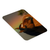 Wild Stallion, Golden Light and Rainbow マグネット (右側)