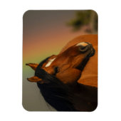 Wild Stallion, Golden Light and Rainbow マグネット (縦)