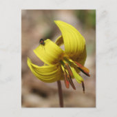 Wild Trout Lily Flower And Friend Personalized ポストカード (正面)