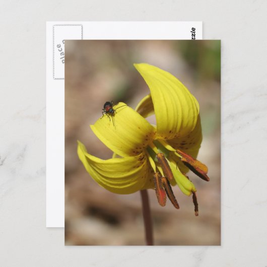 Wild Trout Lily Flower And Friend Personalized ポストカード (正面/裏面)