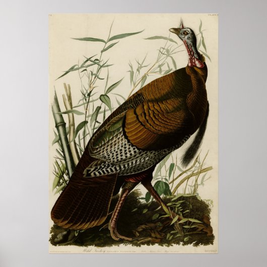 Wild Turkey_Audubon_Poster ポスター (正面)