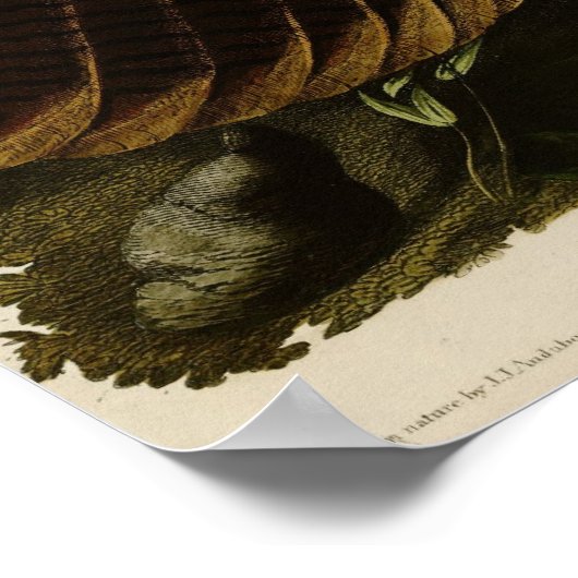 Wild Turkey_Audubon_Poster ポスター (角)