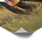 Wild Turkey, Meleagris gallopavo,males ポスター (角)