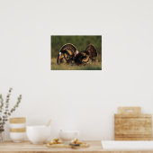 Wild Turkey, Meleagris gallopavo,males ポスター (キッチン)