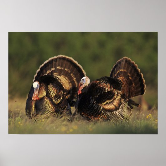 Wild Turkey, Meleagris gallopavo,males ポスター (正面)